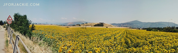 14 July 2013 - Sunflower fields