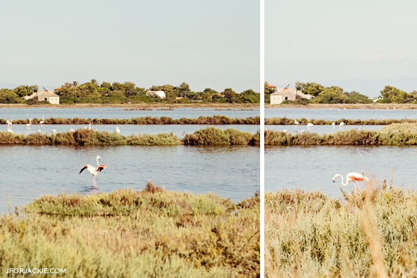 Flamingo - Carloforte, Island of San Pietro