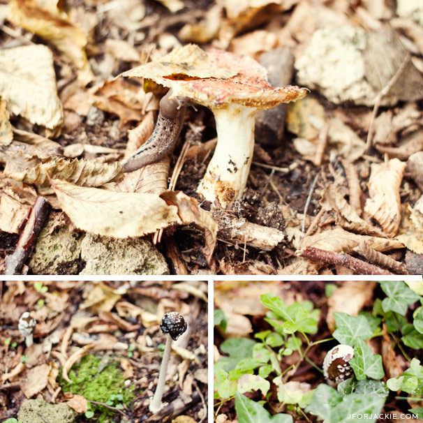 Wild Mushrooms in Ronta